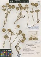 Isotype of Gomphrena vitellina Pedersen [family AMARANTHACEAE]