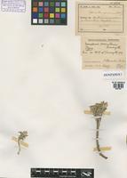 Syntype of Gomphrena paramillensis Suess. [family AMARANTHACEAE]