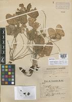Isotype of Oxalis venturiana R. Knuth [family OXALIDACEAE]