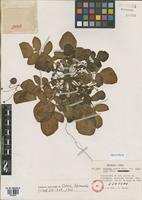 Isotype of Solanum acaule Bitter var. albicans Ochoa [family SOLANACEAE]