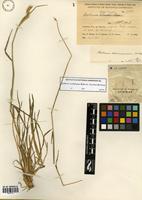 Hordeum cordobense Bothmer, Jacobsen & Nicora [family POACEAE]