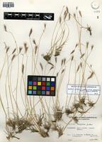 Hordeum pubiflorum Hook. f. subsp. halophilum (Griseb.) Baden & Bothmer [family POACEAE]