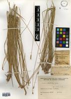 Hordeum stenostachys Godr. [family POACEAE]