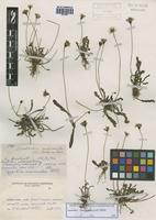 Leontodon taraxacoides (Vill.) Mérat [family ASTERACEAE]