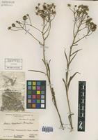 Senecio brasiliensis (Spreng.) Less. [family ASTERACEAE]