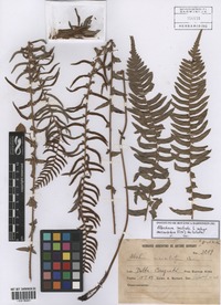 Blechnum australe L. subsp. auriculatum (Cav.) de la Sota [family BLECHNACEAE]