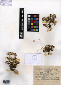 Alternanthera pumila O. Stützer [family AMARANTHACEAE]