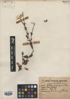 Petunia axillaris (Lam.) Britton, Stern & Poggenb. [family SOLANACEAE]