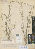 Isotype of Hordeum cordobense Bothmer, Jacobsen & Nicora [family POACEAE]