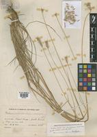 Paratype of Hordeum parodii Covas var. araucanum Parodi & Nicora [family POACEAE]