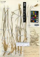 Hordeum comosum J. Presl [family POACEAE]