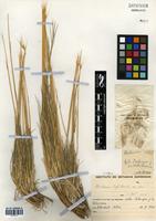 Hordeum comosum J. Presl [family POACEAE]