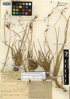 Hordeum pubiflorum Hook. f. subsp. halophilum (Griseb.) Baden & Bothmer [family POACEAE]