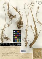 Hordeum lechleri (Steud.) Schenck [family POACEAE]
