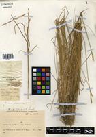 Hordeum stenostachys Godr. [family POACEAE]