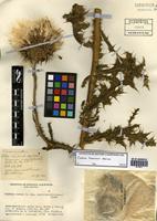 Carduus thoermeri Weinm. [family ASTERACEAE]