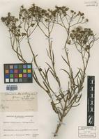 Senecio brasiliensis (Spreng.) Less. [family ASTERACEAE]