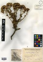Ameghinoa patagonica Speg. [family ASTERACEAE]
