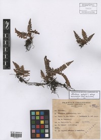 Blechnum australe L. subsp. auriculatum (Cav.) de la Sota [family BLECHNACEAE]