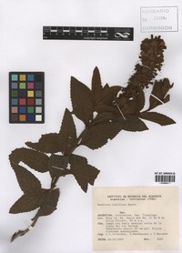 Buddleja tubiflora Benth. [family BUDDLEJACEAE]