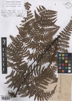Hypolepis poeppigii (Kunze) Maxon [family DENNSTAEDTIACEAE]