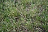 Agenium villosum