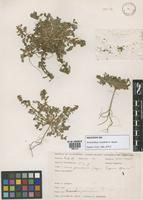 Holotype of Amaranthus hunzikeri Bayón [family AMARANTHACEAE]