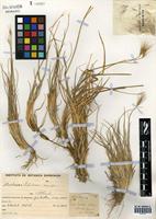 Hordeum comosum J. Presl [family POACEAE]