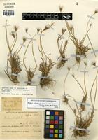 Hordeum pubiflorum Hook. f. subsp. halophilum (Griseb.) Baden & Bothmer [family POACEAE]
