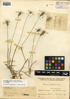 Hordeum pubiflorum Hook. f. [family POACEAE]