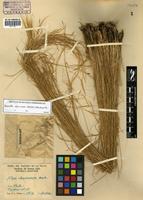 Nassella charruana (Arechav.) Barkworth [family POACEAE]