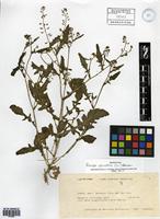 Rorippa palustris (L.) Besser [family BRASSICACEAE]