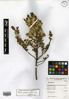 Baccharis patagonica Hook. & Arn. [family ASTERACEAE]