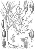 Acroceras excavata