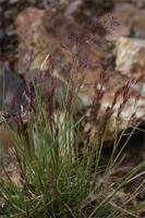 Agrostis mertensii