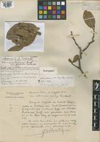 Isotype of Schinopsis balansae Engl. var. pendula Tortorelli [family ANACARDIACEAE]