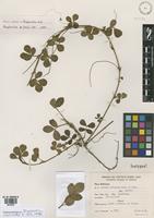 Isotype of Arachis batizocoi Krapov. & W.C. Gregory [family FABACEAE]