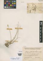 Paratype of Hordeum chilense Roem. & Schult. var. magellanicum Parodi ex Nicora [family POACEAE]