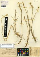 Hordeum flexuosum Nees ex Steud. [family POACEAE]