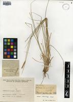 Hordeum stenostachys Godr. [family POACEAE]