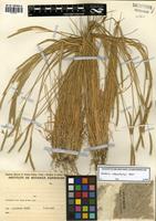 Hordeum stenostachys Godr. [family POACEAE]