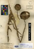 Carduus thoermeri Weinm. [family ASTERACEAE]