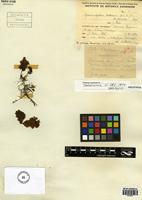 Holotype of Hymenophyllum tortuosum Hook. & Grev. var. glomeratum Diem. & J.S. Licht. [family HYMENOPHYLLACEAE]