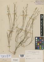 Isotype of Melica lilloi Bech. [family POACEAE]