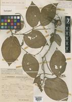 Isotype of Piper steinbachii Yunck. [family PIPERACEAE]