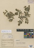 Isotype of Solanum acaule Bitt. [family SOLANACEAE]