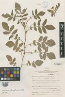 Isotype of Solanum x viirsooi K.A. Okada & A.M. Clausen [family SOLANACEAE]