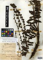 Blechnum australe L. subsp. auriculatum (Cav.) de la Sota [family BLECHNACEAE]