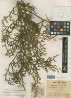 Lycopodiella cernua (L.) Pic. Serm. [family LYCOPODIACEAE]