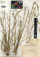 Hordeum stenostachys Godr. [family POACEAE]